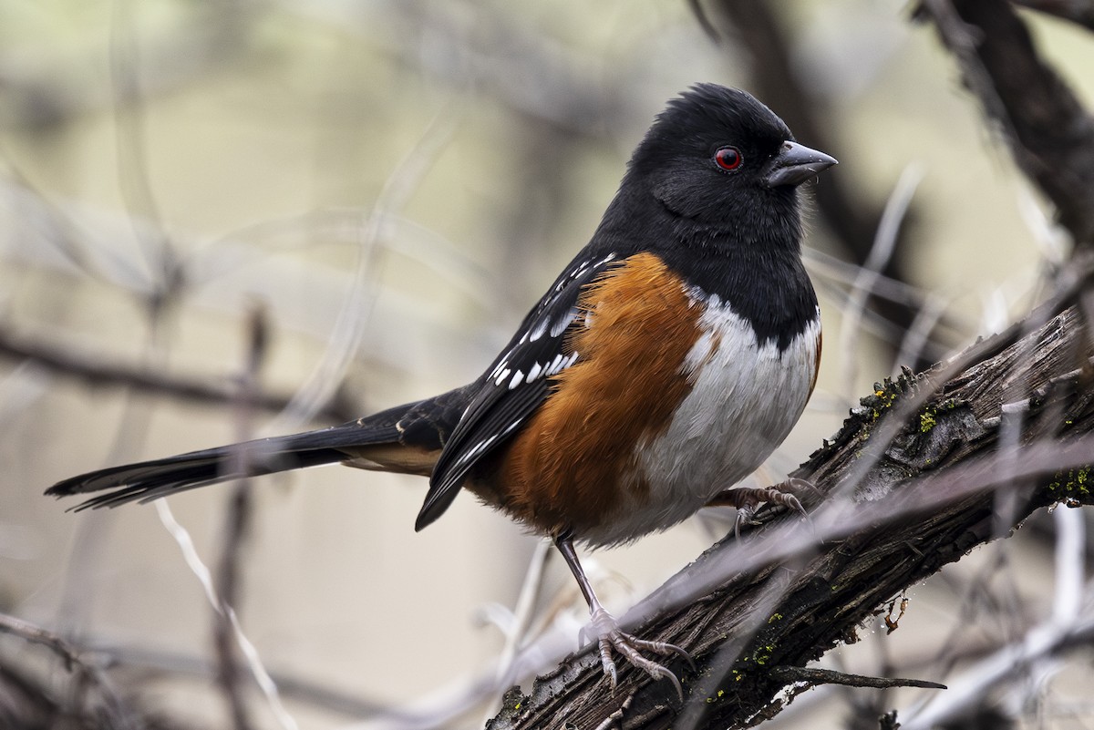 Spotted Towhee - Jef Blake