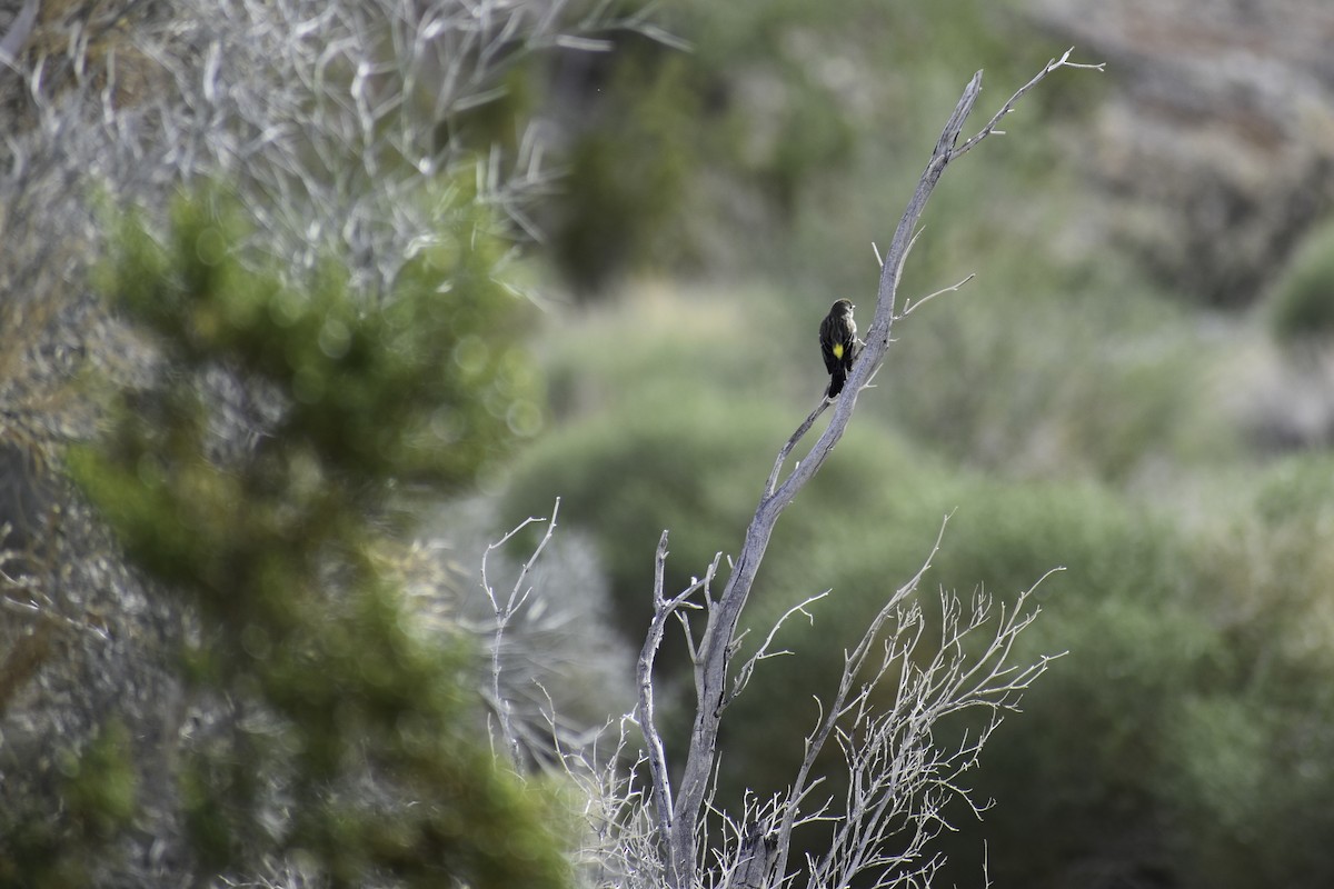 Yellow-rumped Warbler - ML612812456