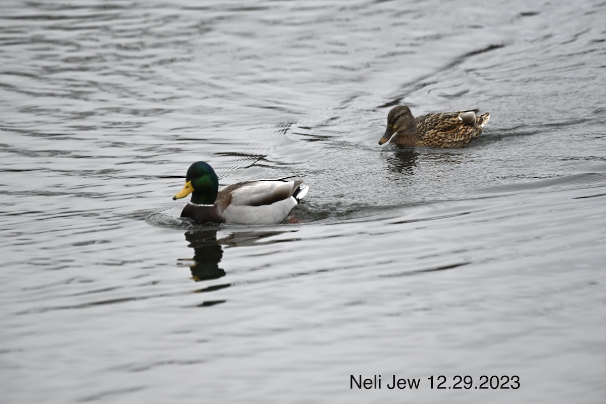 Mallard - Neli Jo