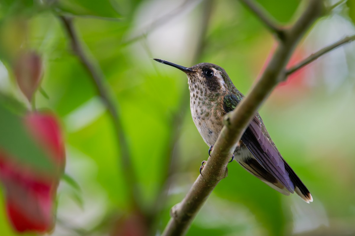 Speckled Hummingbird - ML612812562