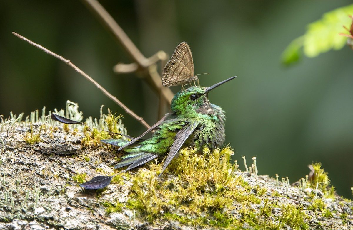 Peruvian Racket-tail - Daysy Vera Castro