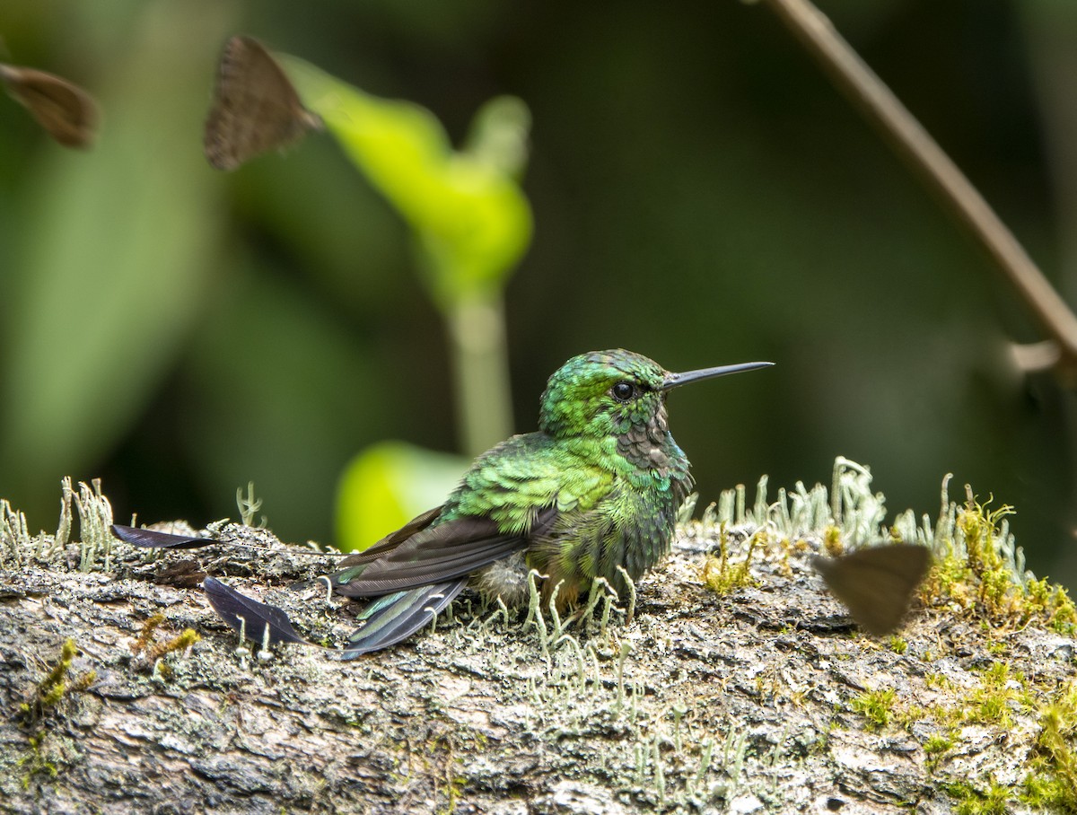 Peruvian Racket-tail - Daysy Vera Castro