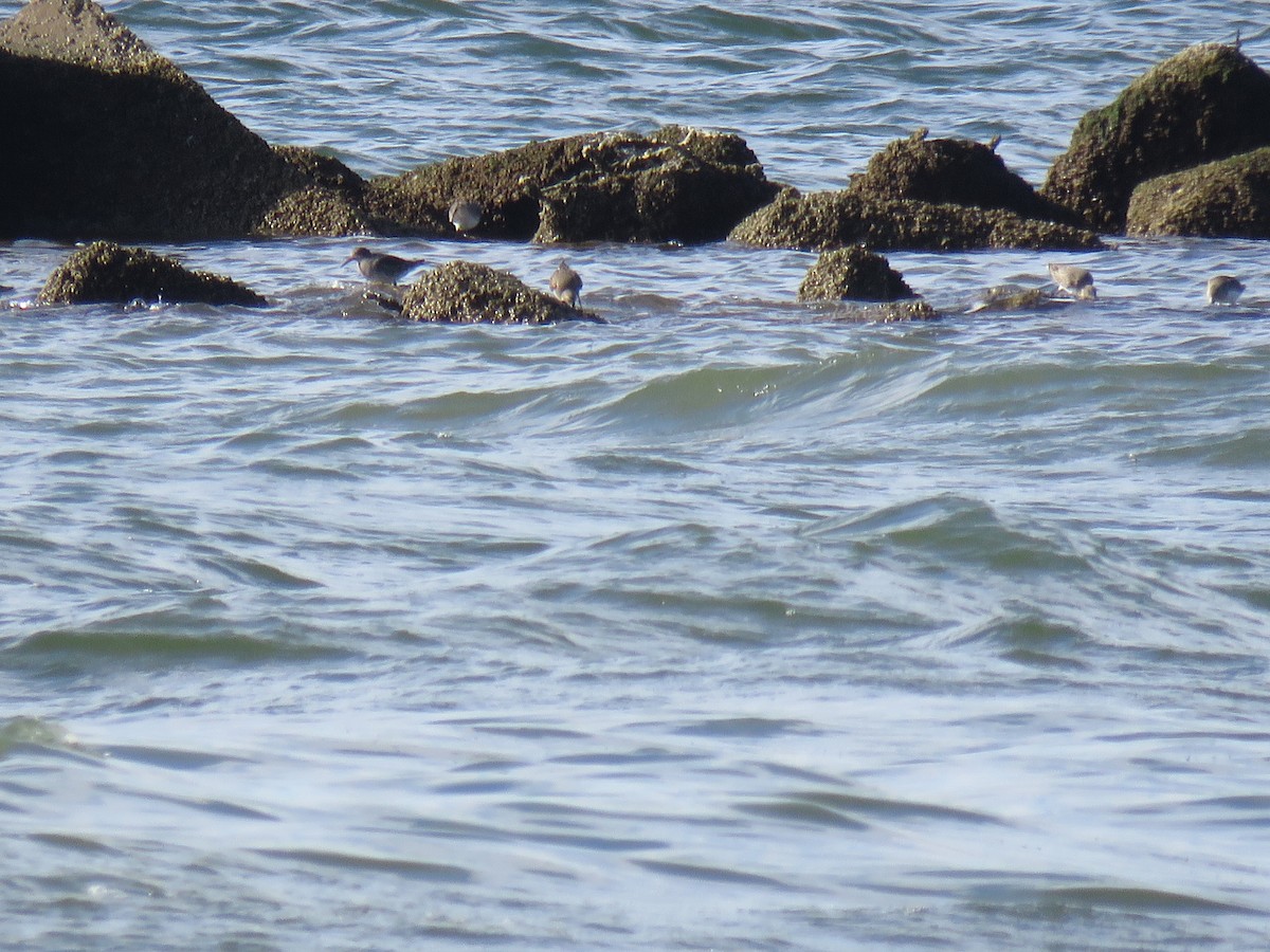 Purple Sandpiper - ML612812597