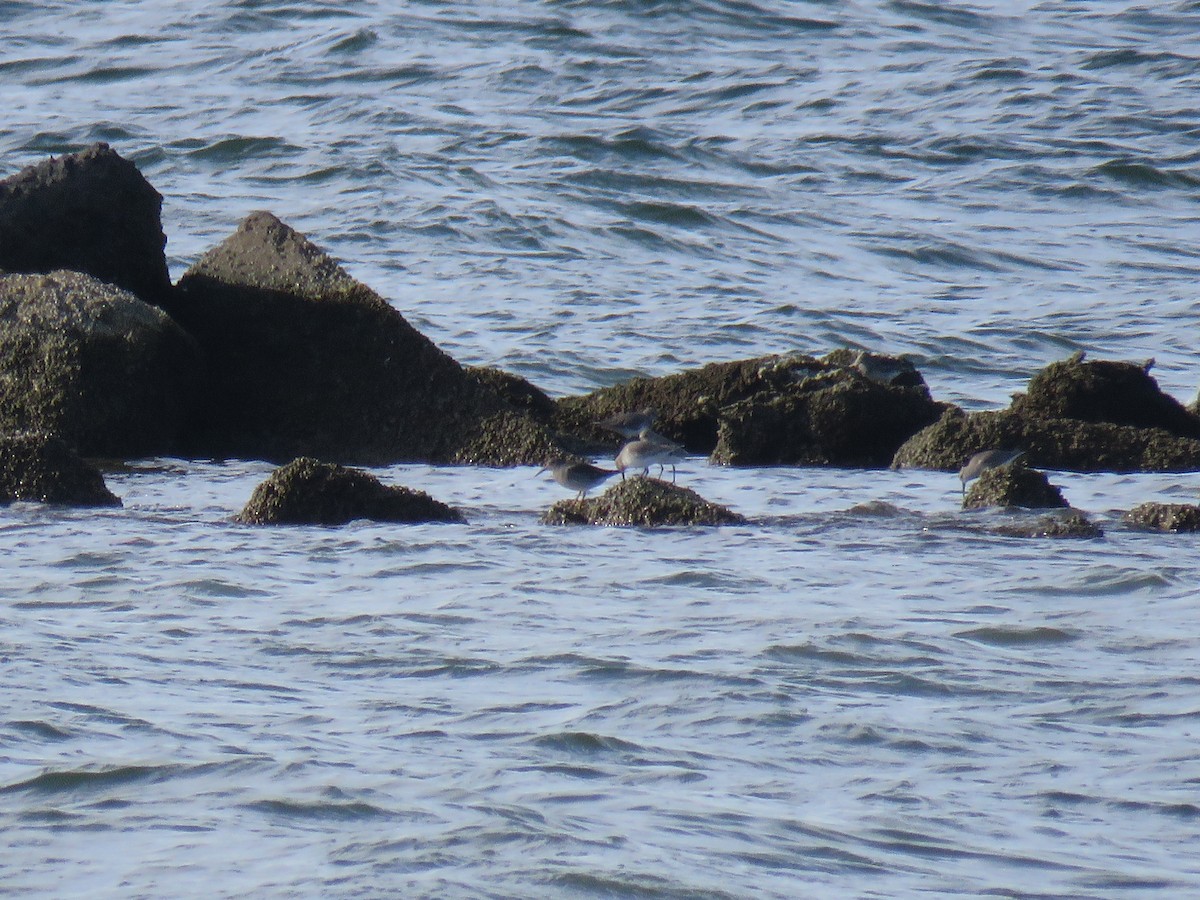 Purple Sandpiper - ML612812607