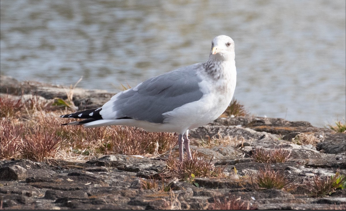 西伯利亞銀鷗 - ML612812638