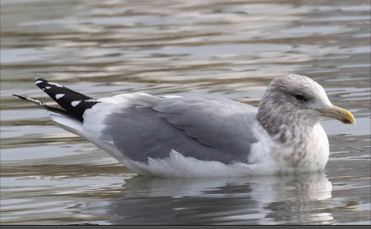 西伯利亞銀鷗 - ML612812639