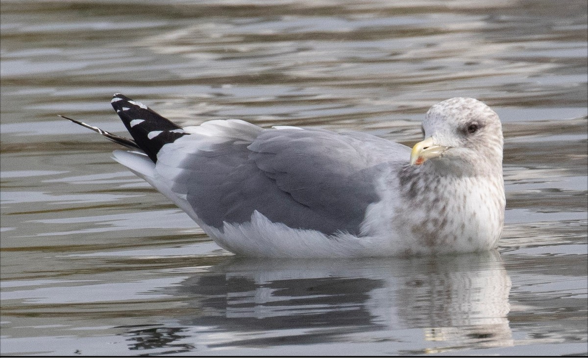 西伯利亞銀鷗 - ML612812641