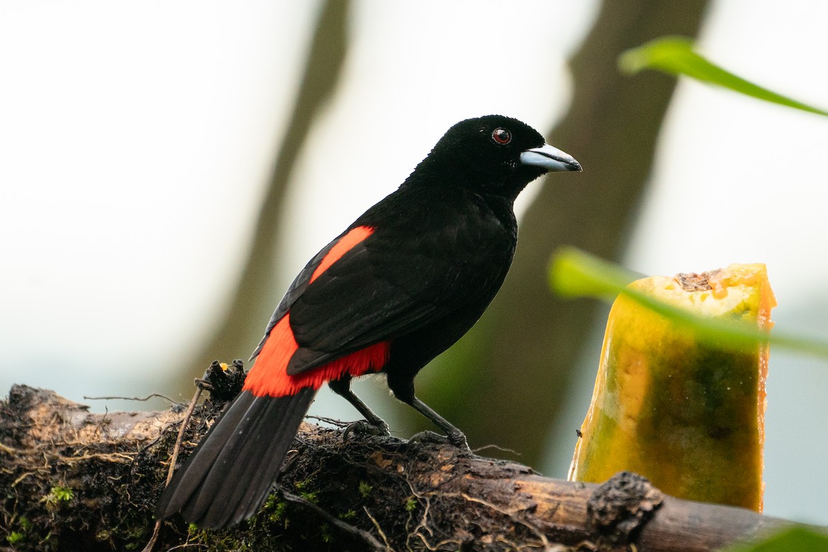 Scarlet-rumped Tanager - ML612812665