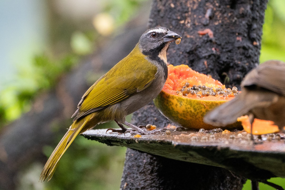 Buff-throated Saltator - ML612812683