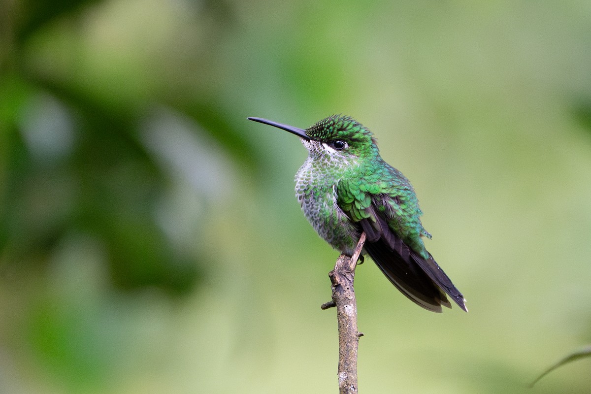 Grünstirn-Brillantkolibri - ML612812884