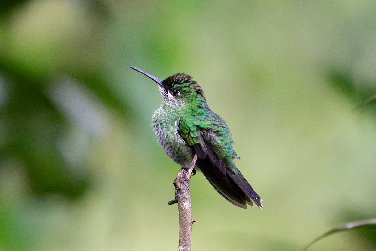 Green-crowned Brilliant - ML612812885