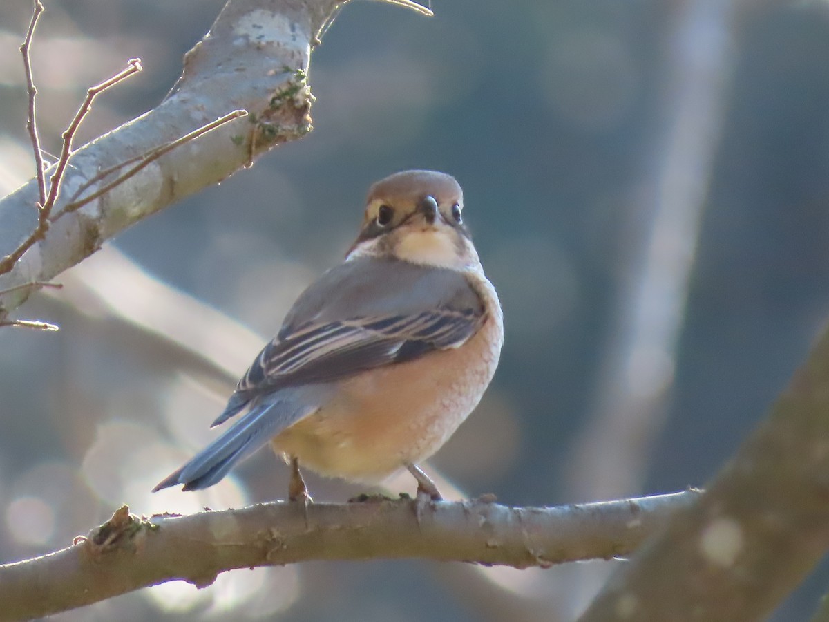 Pie-grièche bucéphale - ML612812893