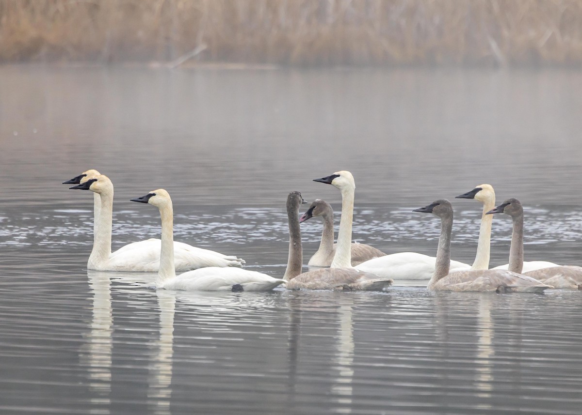 Trumpeter Swan - ML612812975