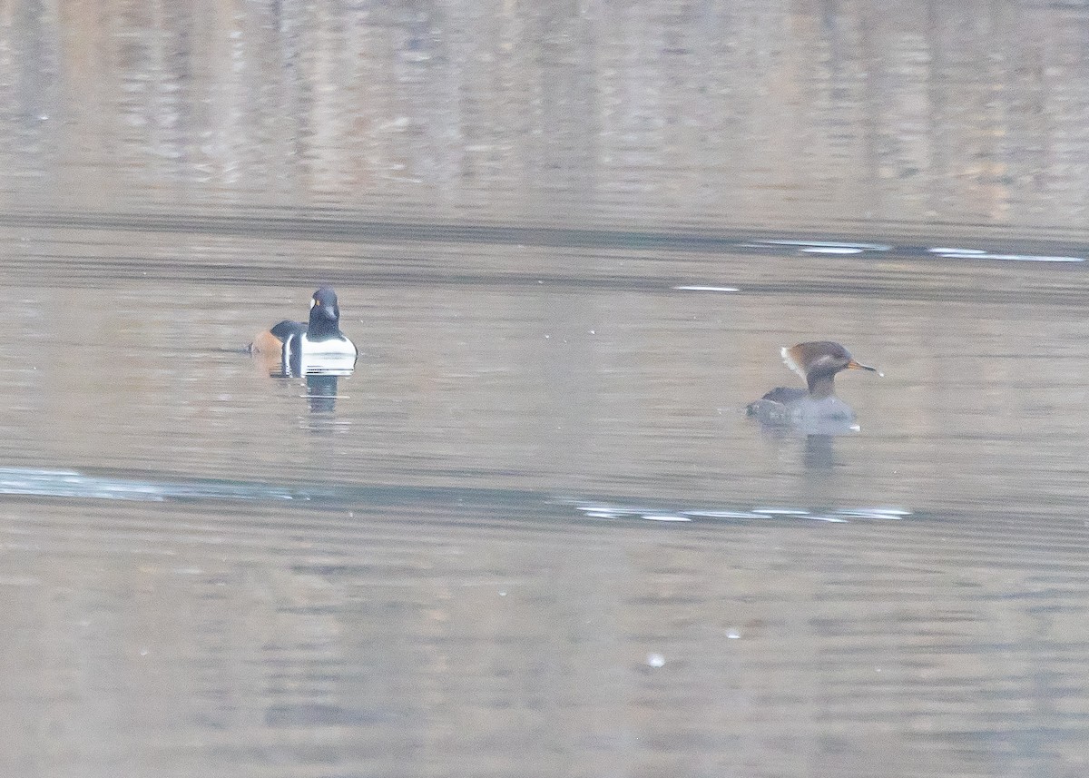 Hooded Merganser - ML612812999