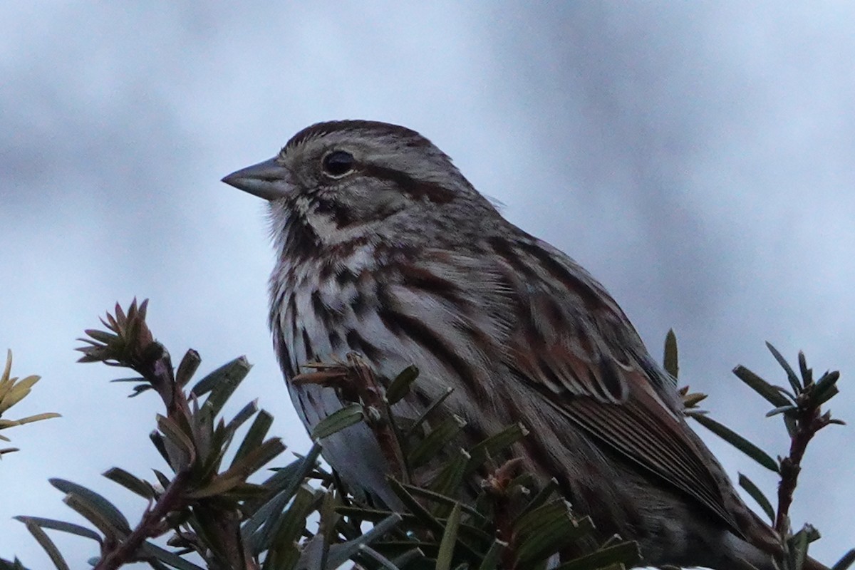 Song Sparrow - ML612813033