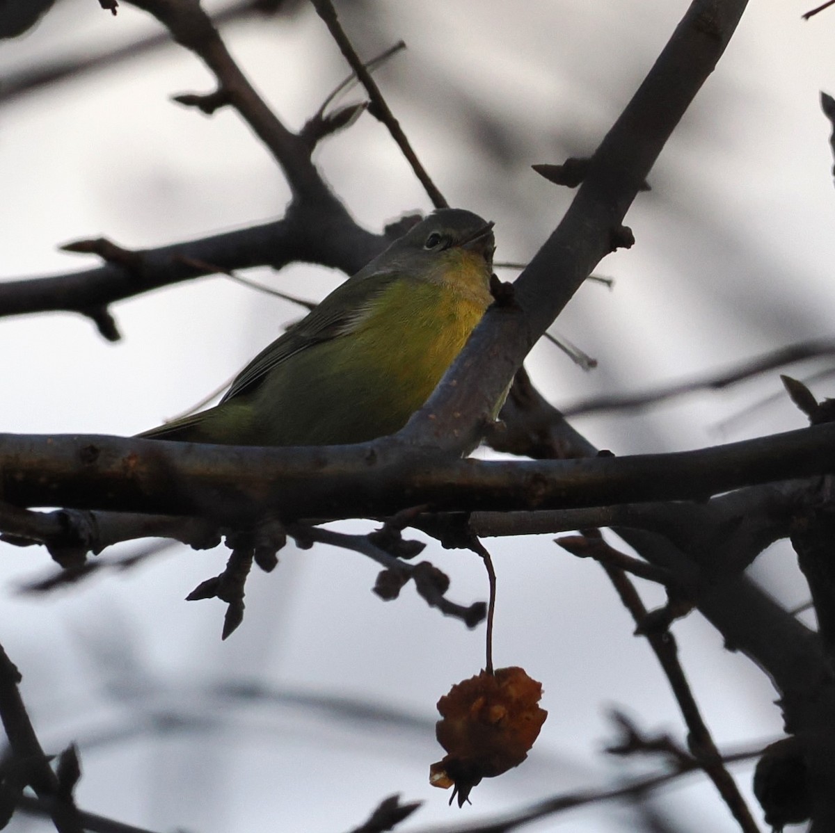 Orange-crowned Warbler - ML612813047