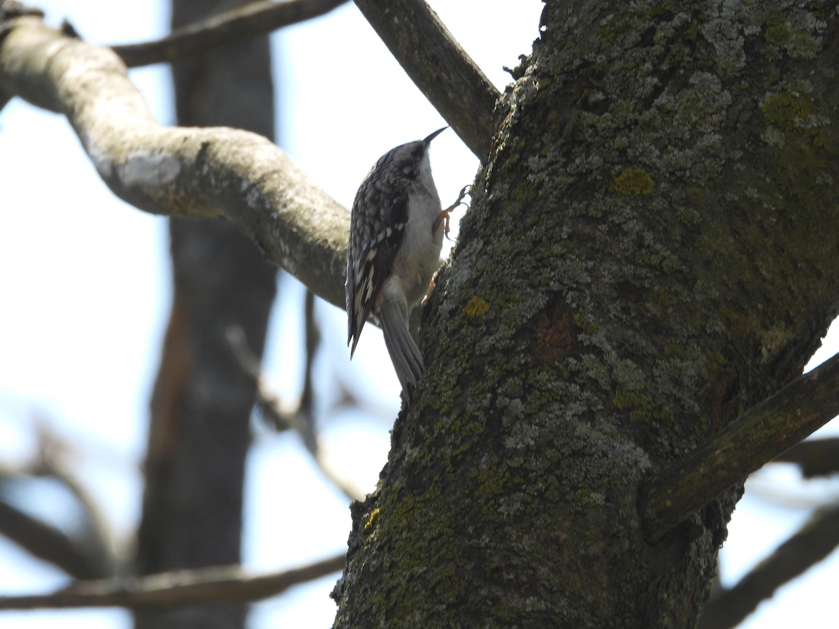 Brown Creeper - Diane Hansen