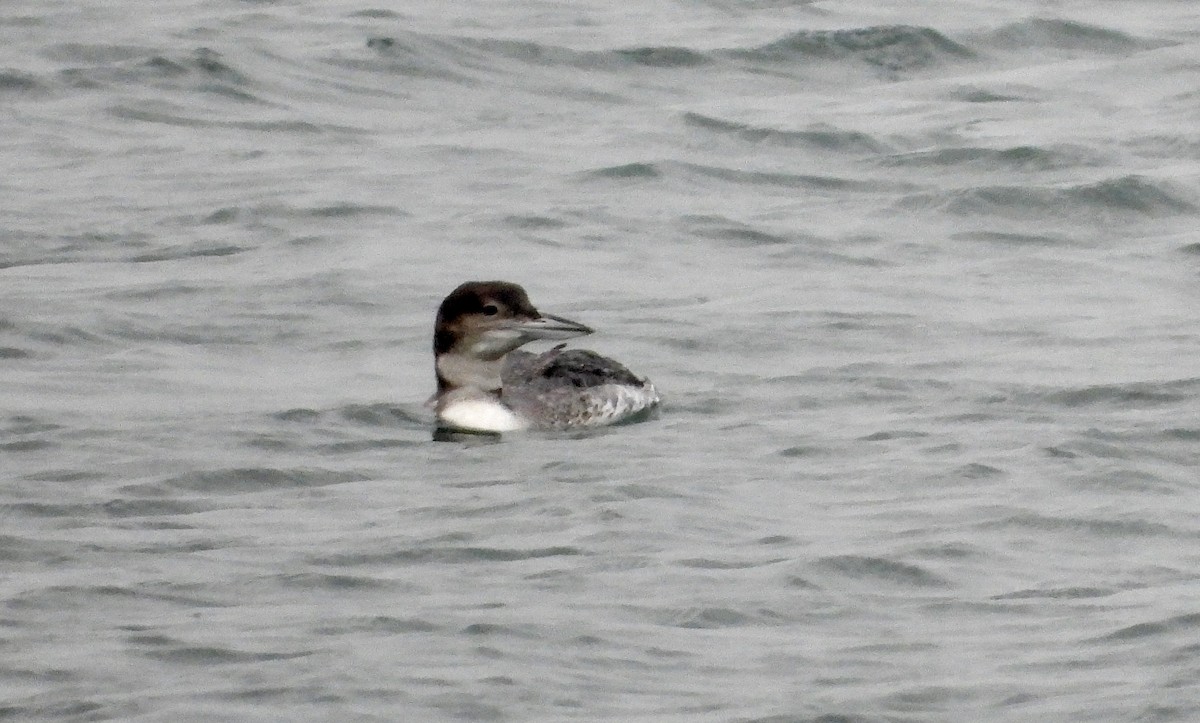 Common Loon - Victor Botnaru