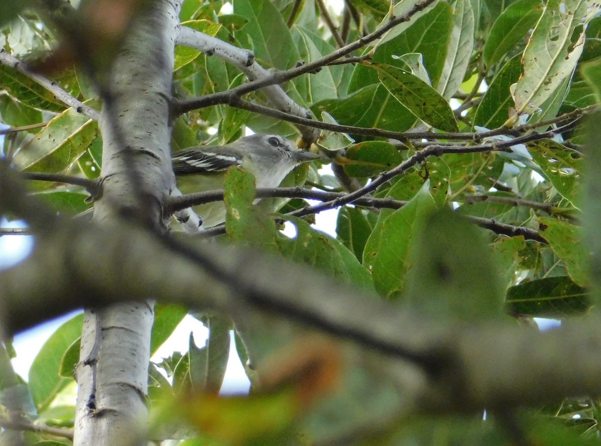 Plumbeous Vireo (Central American) - ML612813122