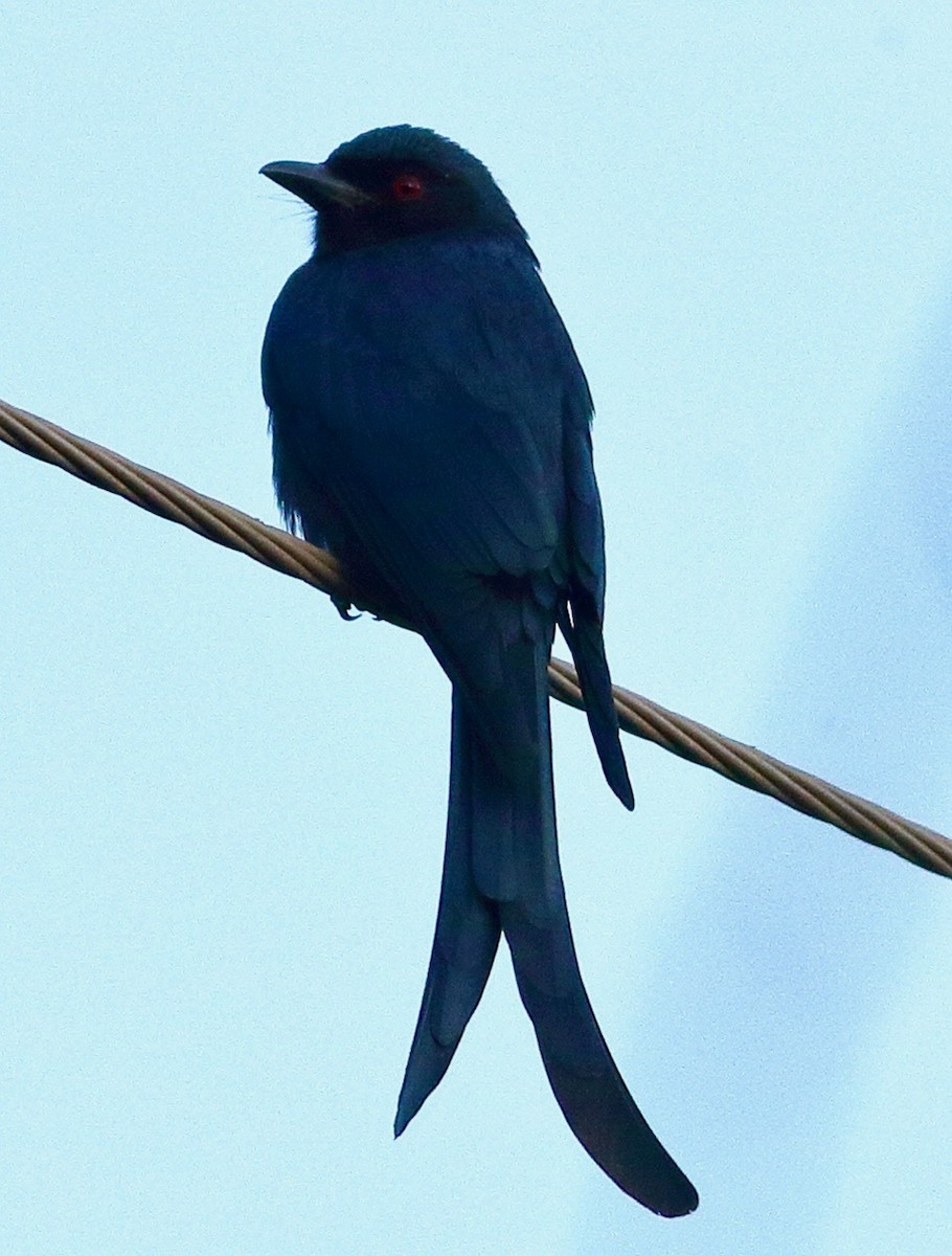 Ashy Drongo - ML612813149