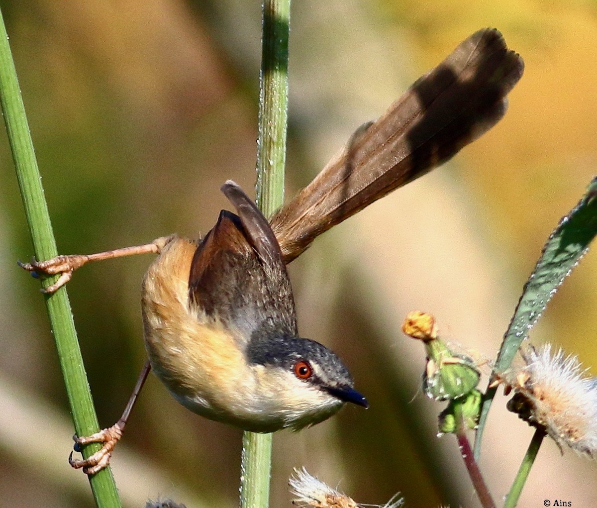 Ashy Prinia - ML612813179