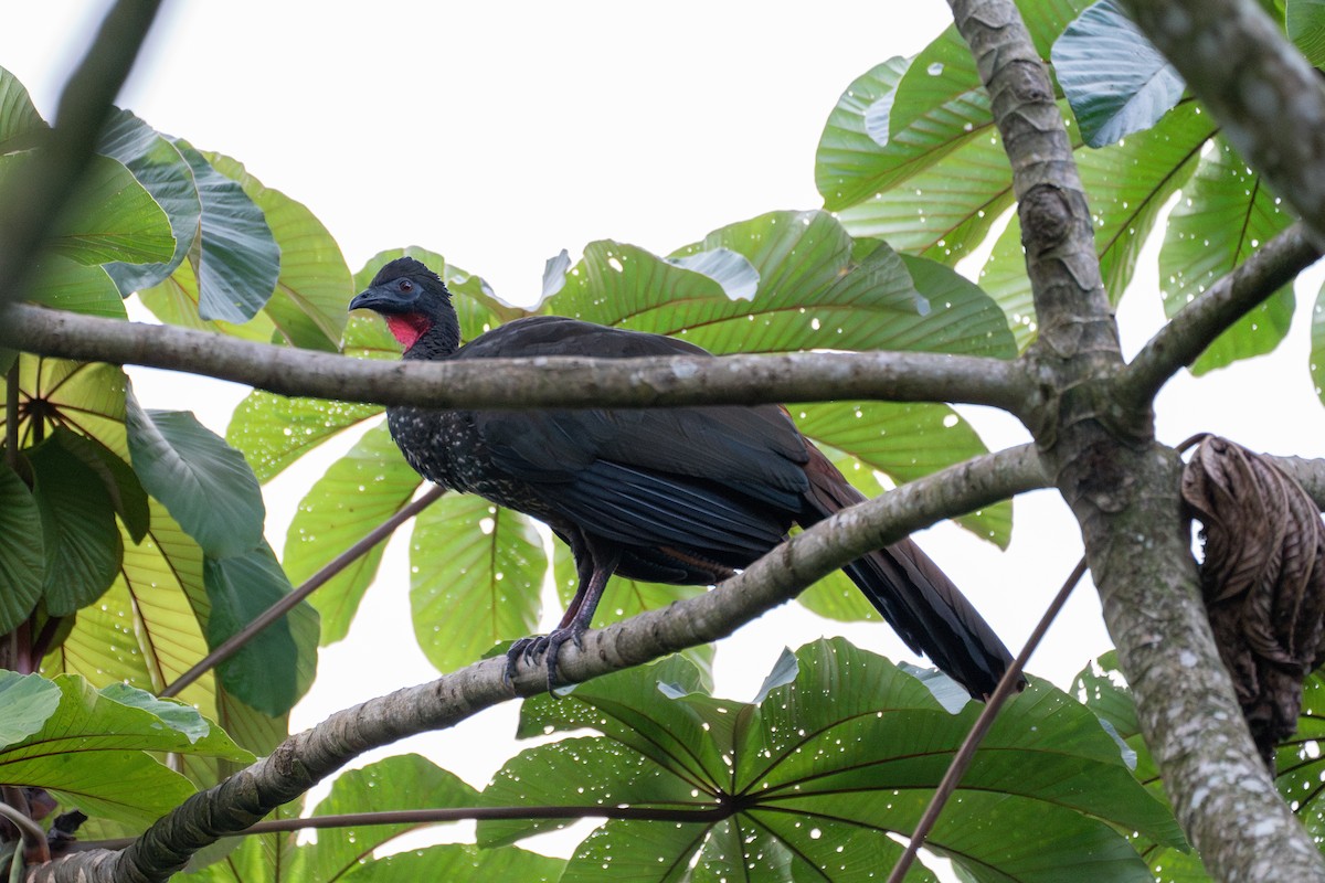 Crested Guan - ML612813282