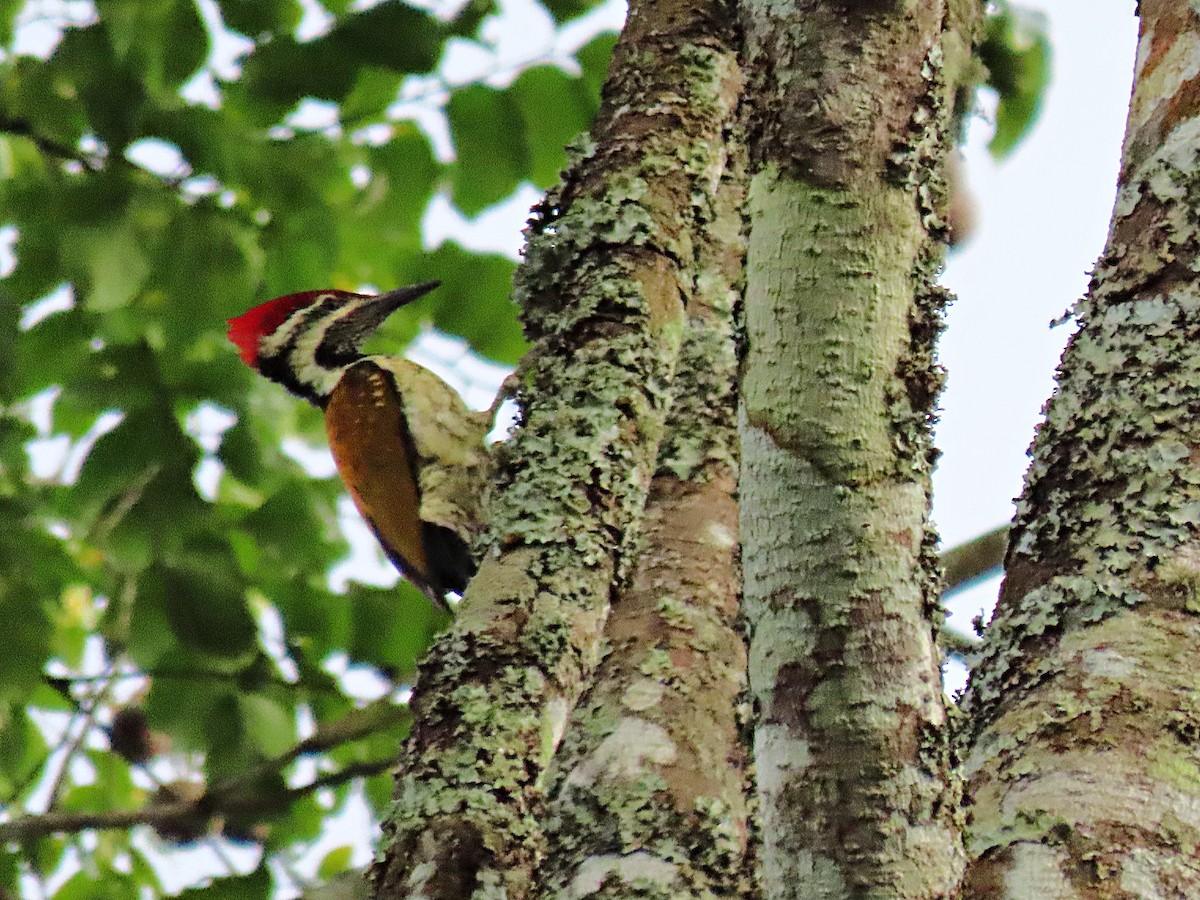 Black-rumped Flameback - ML612813325