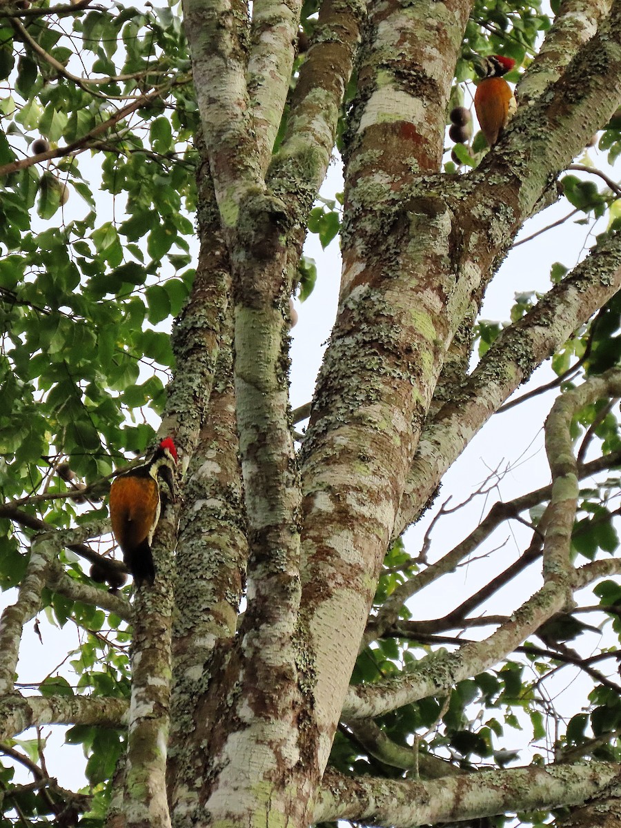 Black-rumped Flameback - ML612813326