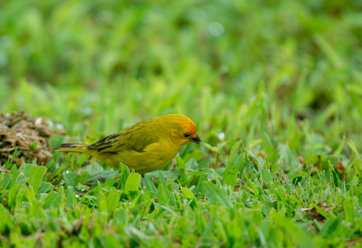 Saffron Finch - ML612813342