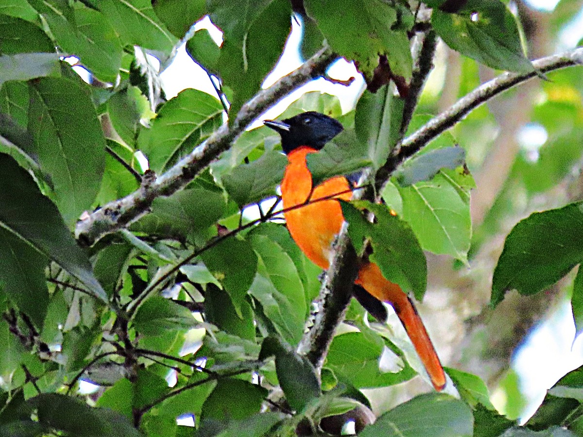 Orange Minivet - ML612813348