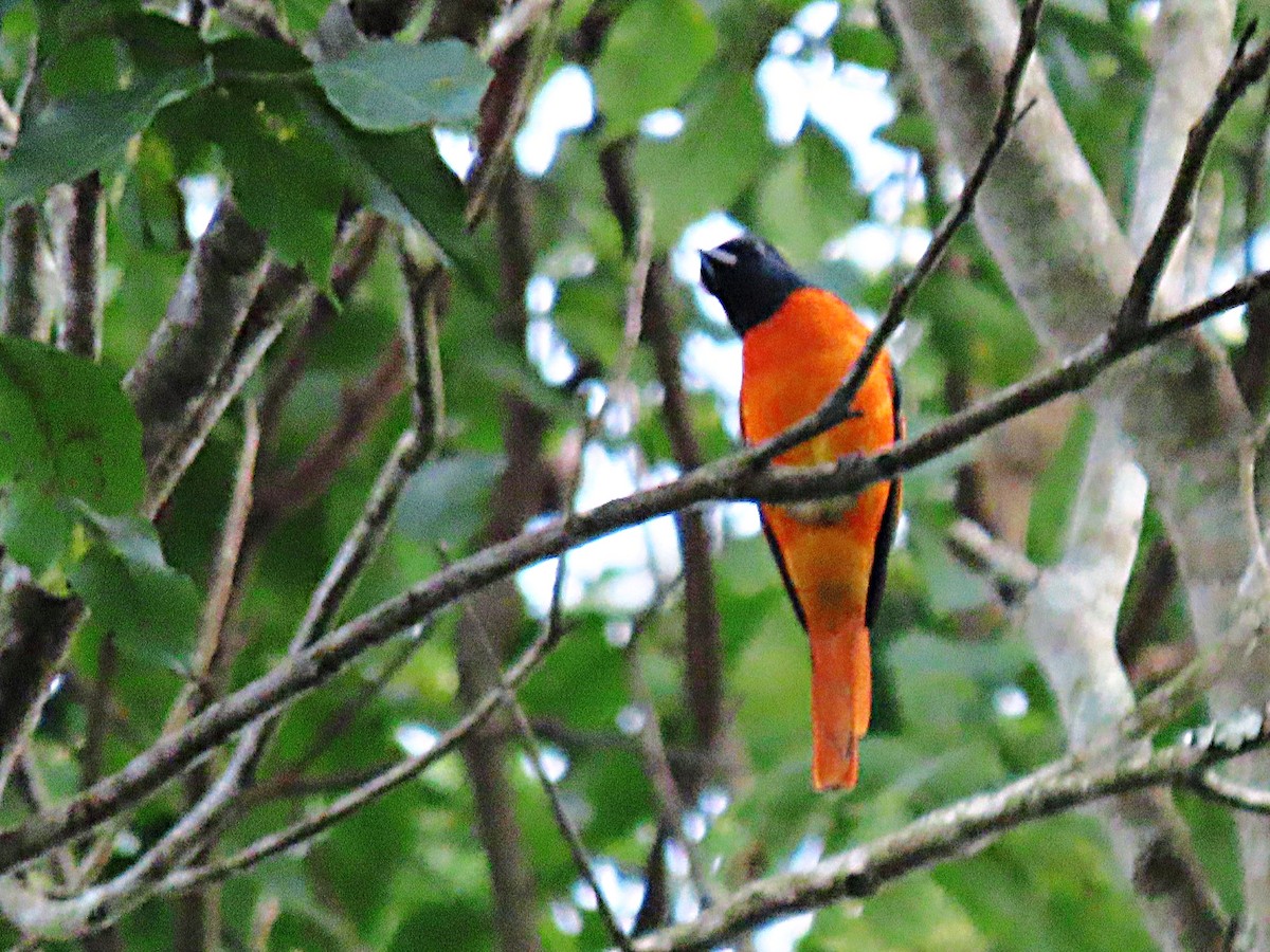 Orange Minivet - ML612813349