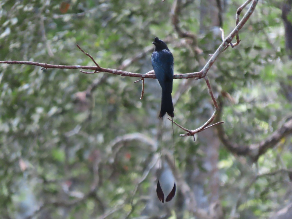 Greater Racket-tailed Drongo - ML612813392