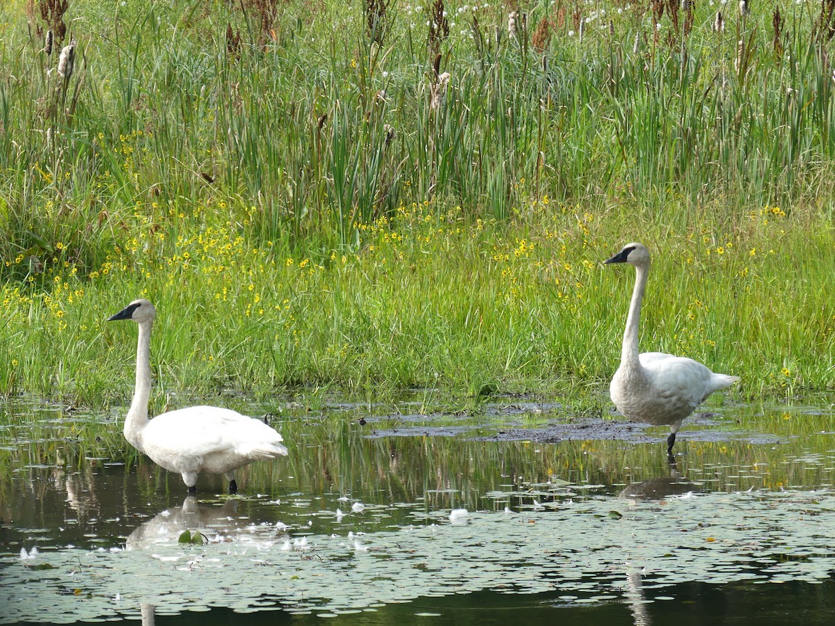 Trumpeter Swan - Stephen Mitten