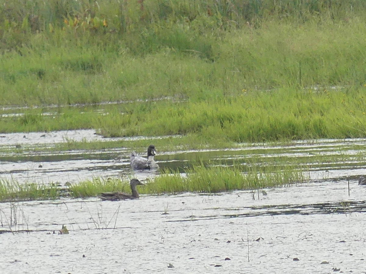 Mallard (Domestic type) - Stephen Mitten