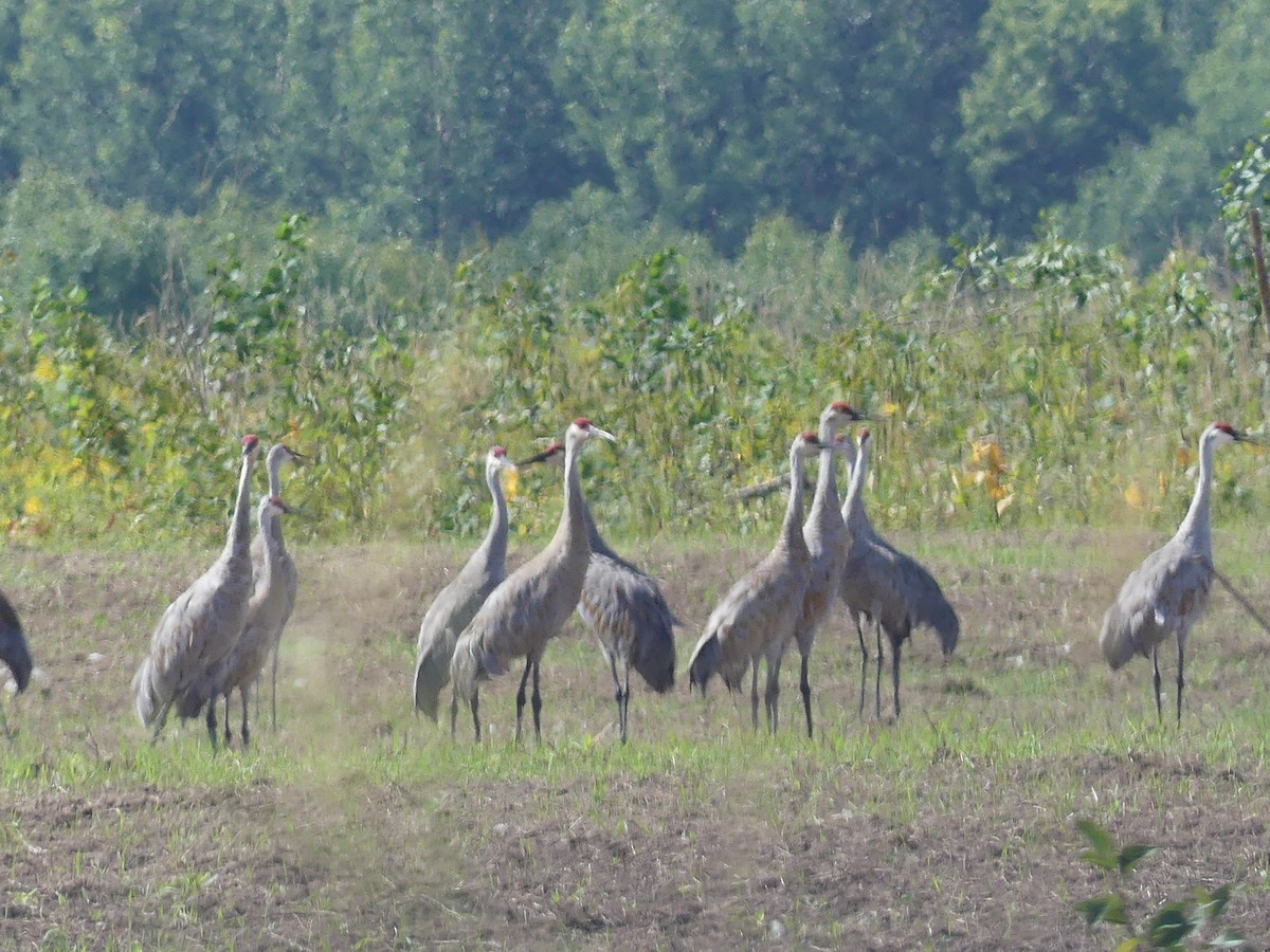 Sandhill Crane - ML612813565