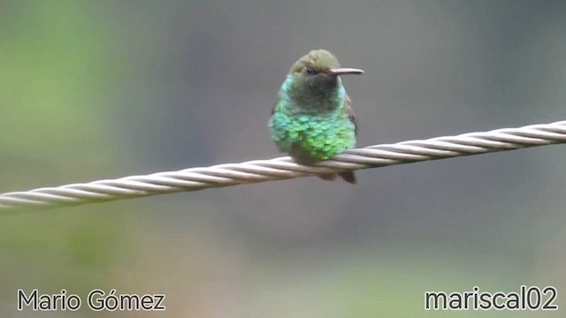 Red-billed Emerald - ML612813579