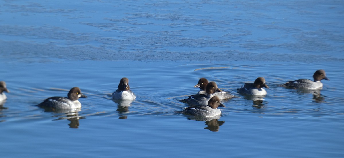 Common Goldeneye - ML612813614