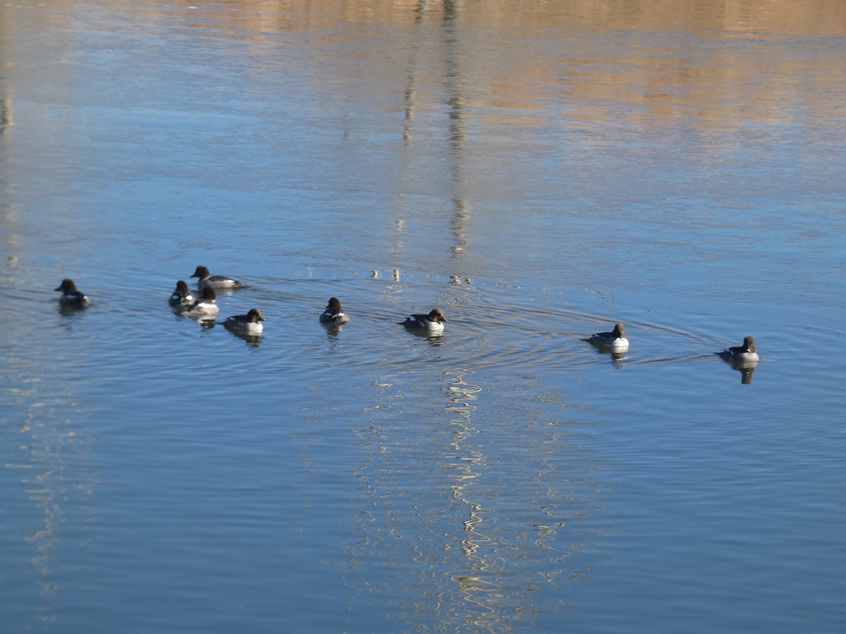 Common Goldeneye - Gerald "Jerry" Baines