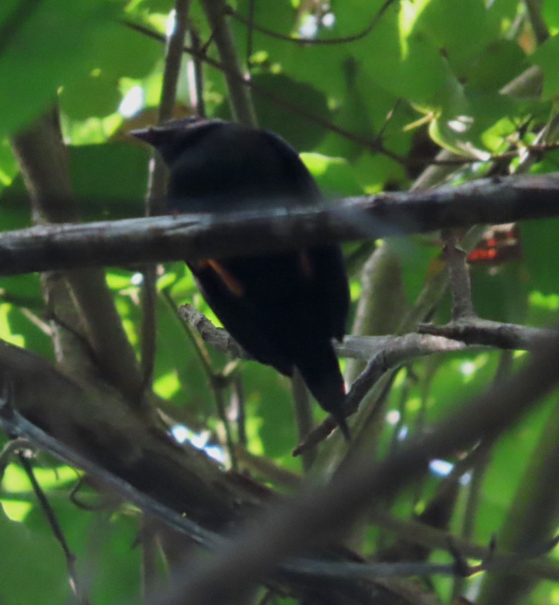 Lance-tailed Manakin - Alfredo Correa