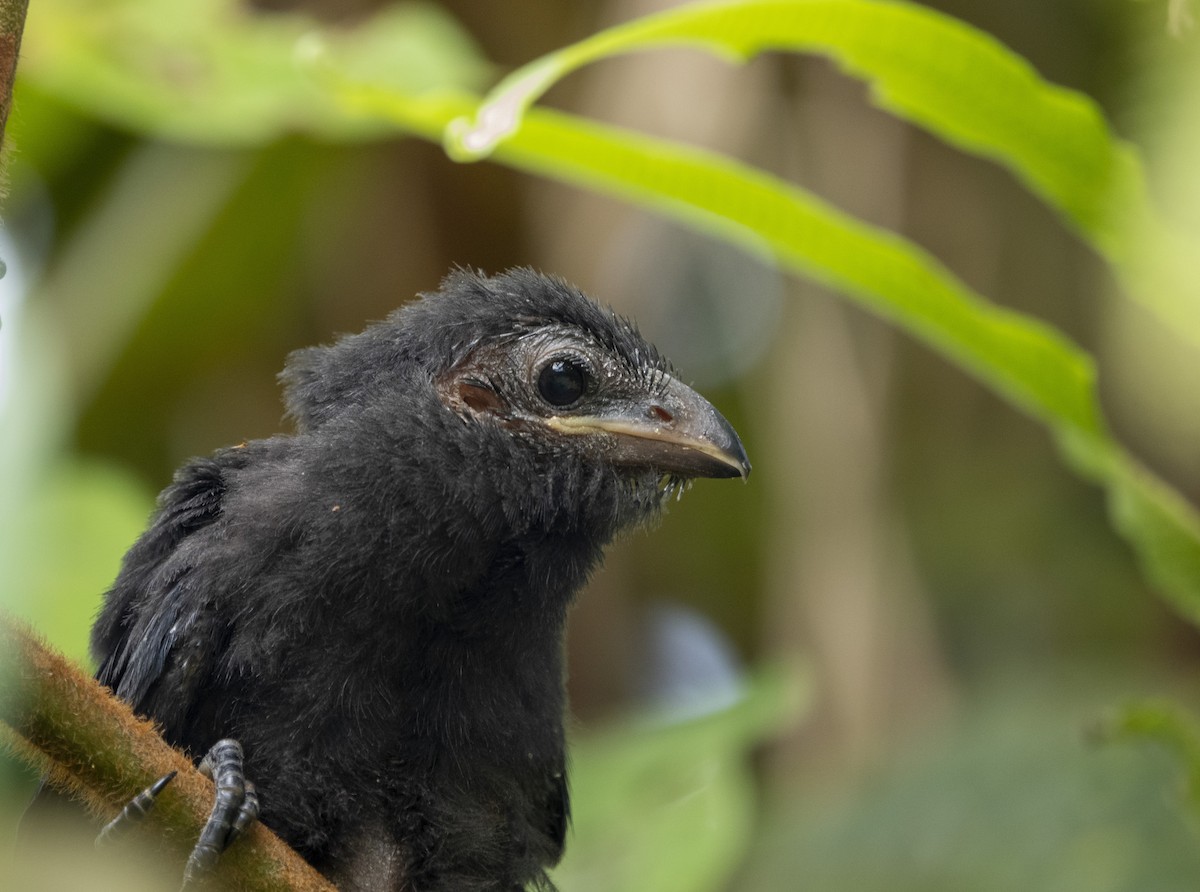 Smooth-billed Ani - ML612813695