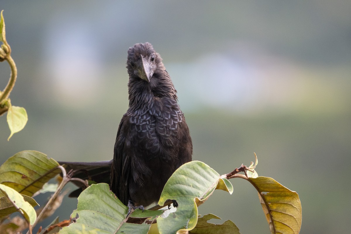 Smooth-billed Ani - ML612813697