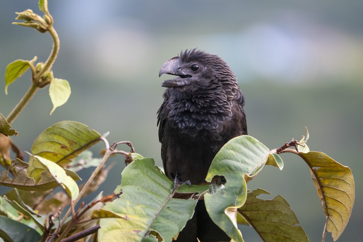 Smooth-billed Ani - ML612813698