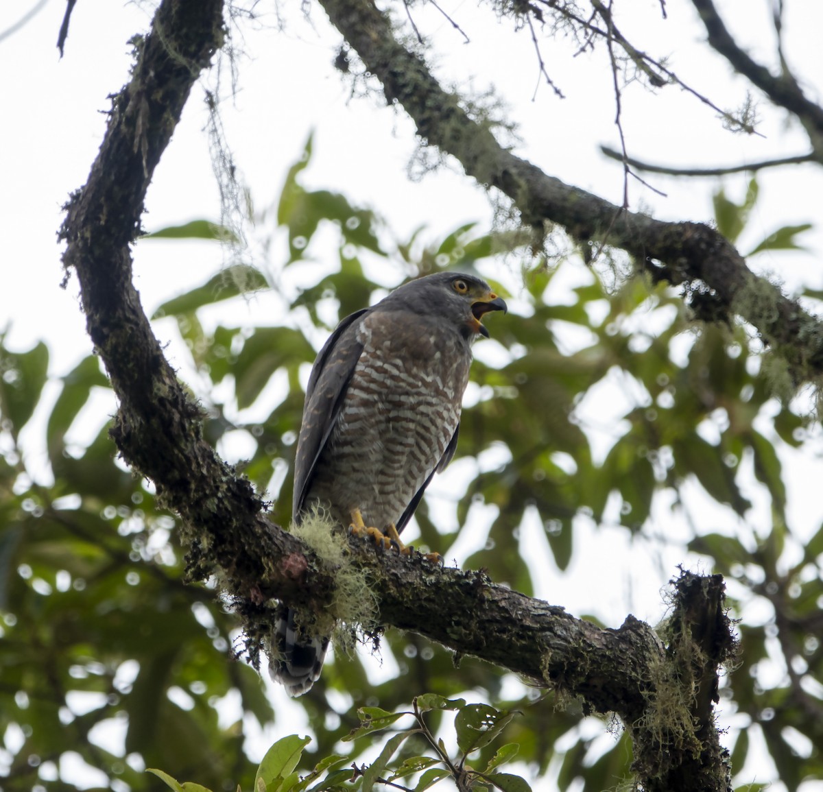 Roadside Hawk - ML612813713