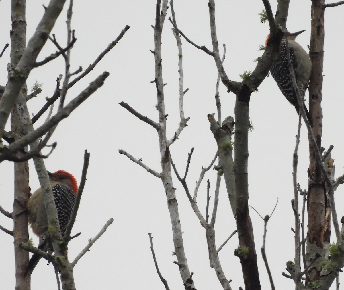 Red-bellied Woodpecker - ML612813714