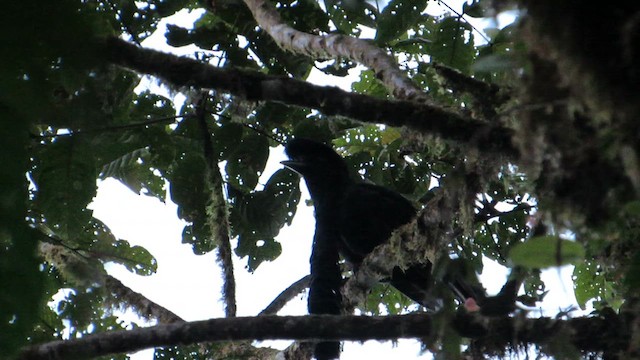 Эквадорская зонтичная птица - ML612813769