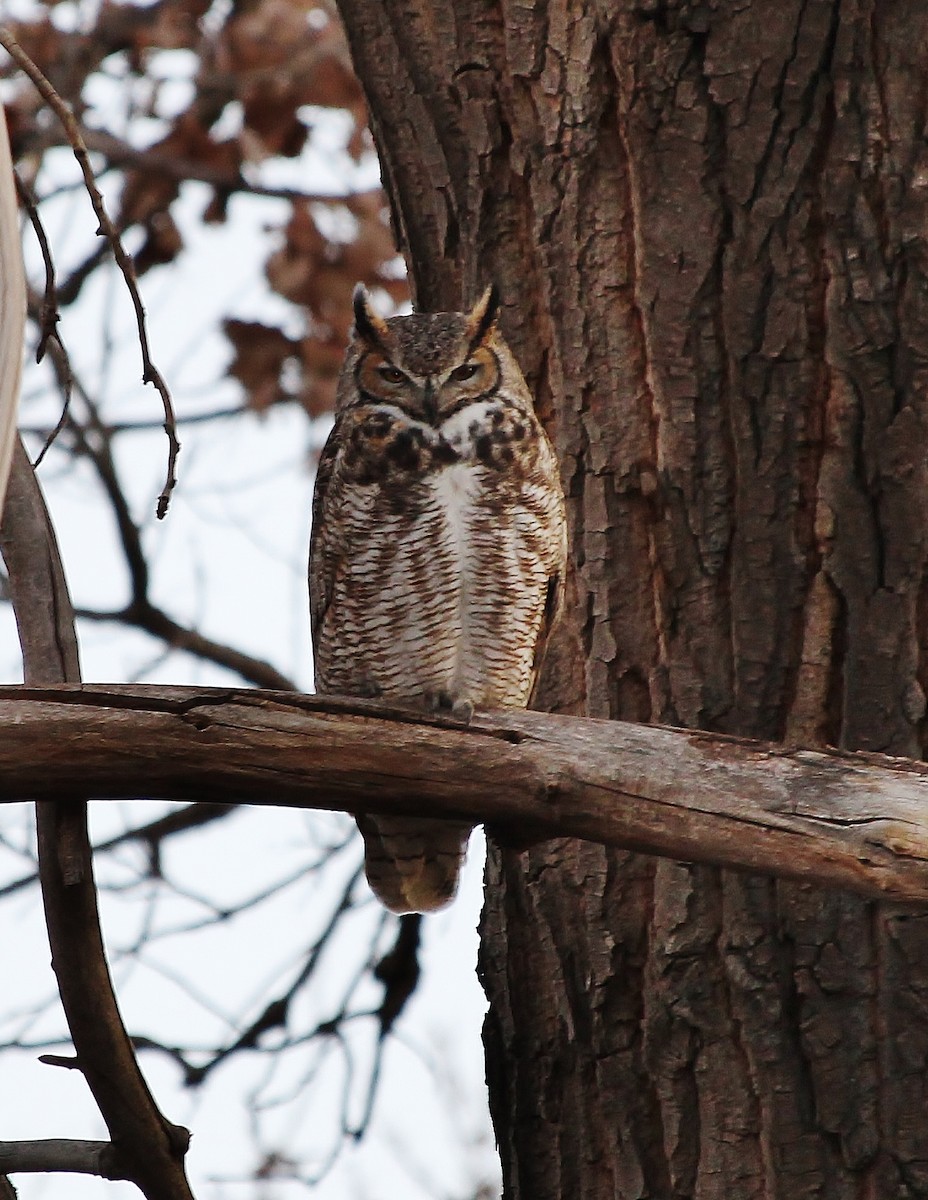 Great Horned Owl - ML612813797