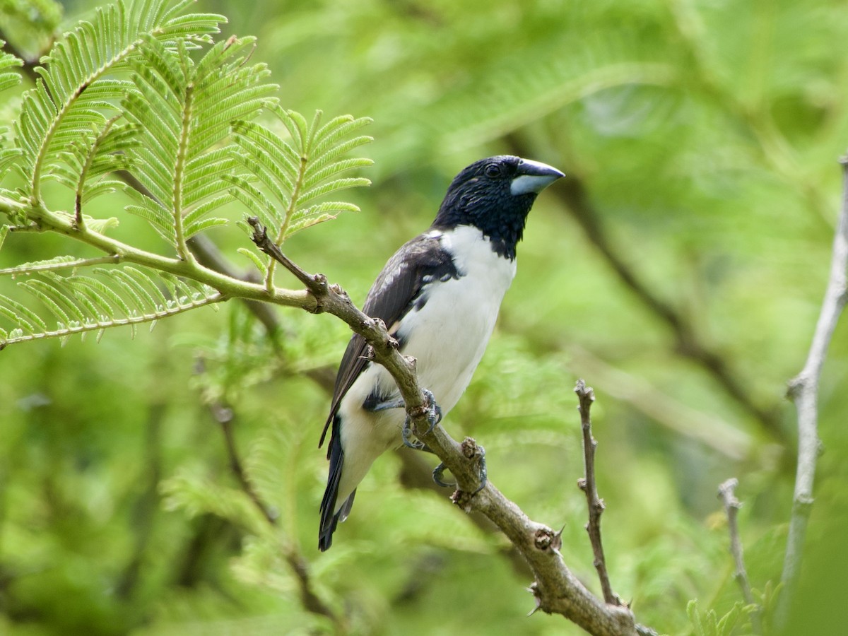 Magpie Mannikin - GARY DOUGLAS