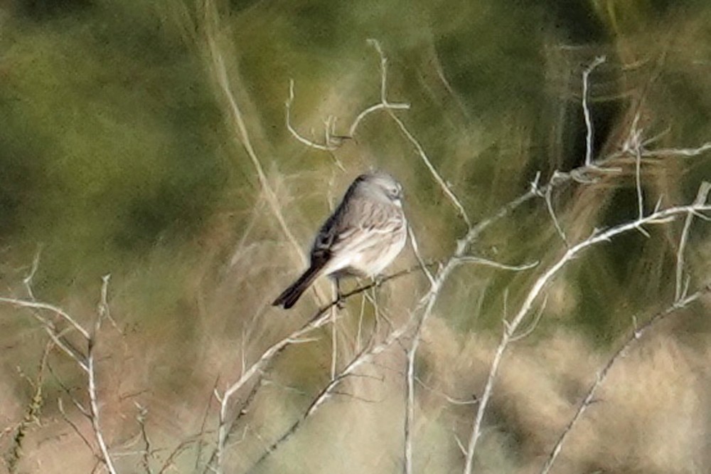 Sagebrush/Bell's Sparrow (Sage Sparrow) - ML612813816