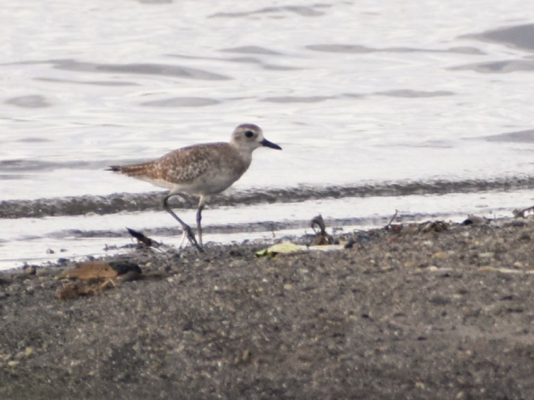 Black-bellied Plover - ML612813829