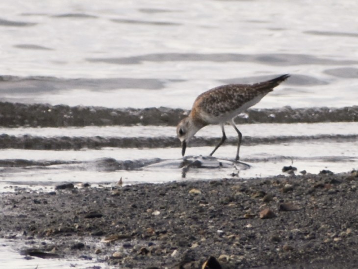 Black-bellied Plover - Miriela Capó Díaz